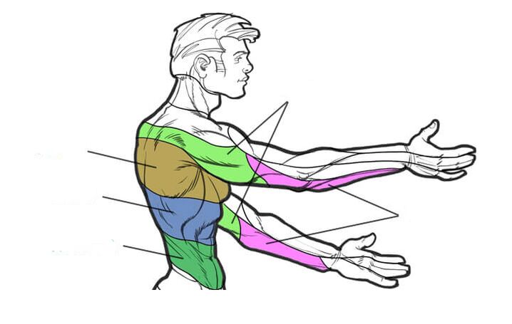 Innervation zones of the thoracic segments