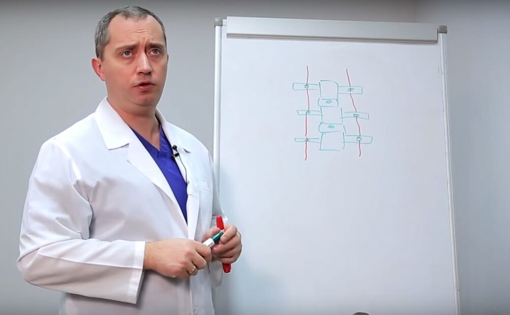The doctor shows the structure of the spine